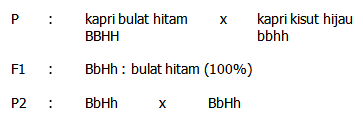 Contoh soal persilangan dihibrid beserta jawabannya. Cara Cepat Menyelesaikan Soal Persilangan 2 Bmc