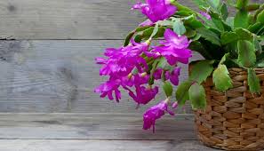 These epiphytes (a plant that grows on top of another plant nonparasitically) grow in the brazilian rain forest, among tree branches, according to clemson unlike poinsettia, the other christmas favorite, a christmas cactus is not toxic to dogs and cats. Are Christmas Cactus Poisonous To Dogs Here S What You Must Know