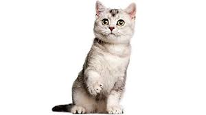 Black cats were also considered lucky onboard ships as not only an omen of good fortune but also for keeping the rodent population down. Dreaming Of Cat