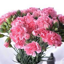 We offer gorgeous carnation bouquets for under $50. China Wholesale Price Flower Fresh Cut Flower Spray Carnation Pink For Decoration China Spray Carnation Pink And Fresh Cut Flower Price