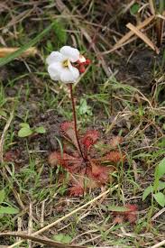 Image result for Droseraceae