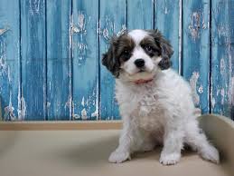 68 likes · 16 talking about this. Cavapoo Dog Male Red 2172077 Petland Racine Wi