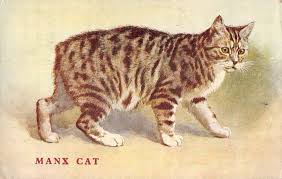 Pretty Manx Cat Tiger Striped No Tail General Greeting Vintage Pc Z6750 Manx Cat Cat Vs Dog Animals
