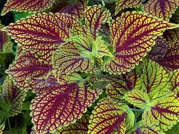 To me it looks like excess k or a micronutrient. Coleus Home Garden Information Center