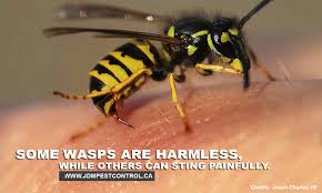 You can create a trap where the pest can enter once attracted. Diy Remedies For Dealing With Wasps Jdm Pest Control