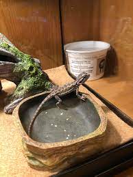 Is It Safe For My New Baby Bearded Dragon To Eat Mealworms R Beardeddragons