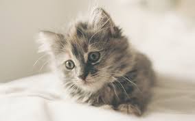 Looking for a unique cat name with a really cool meaning? Girl Cat Names 250 Female Cat Names You Will Love By The Happy Cat Site