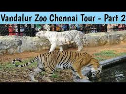 Vandalur Zoo Vandaloor Zoo Chennai Vandaloor Zoo 2020 Part 2 Youtube