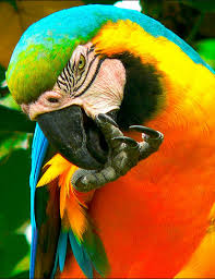 El Guacamayo Azul Y Amarillo De Ecuador Parrot Beautiful Birds Pet Birds