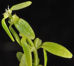 Image result for Callitriche