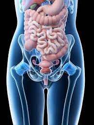 We did not find results for: Female Abdominal Organs Midsection Digital Illustration Biological Liver Stock Photo 308623046