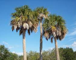 We did not find results for: Sabal Palmetto Wikipedia