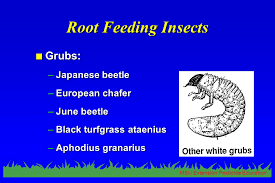 While covering the important features of turfgrass. Turfgrass Pest Management Category 3a Ppt Video Online Download