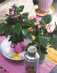 Small Anthurium Is The Next Big Thing C Anthura Anthurium Fiorino Purple Pantone Orchidee Beautiful