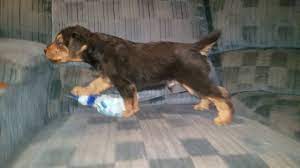 Enter your email address to receive alerts when we have new listings available for german shepherd x rottweiler puppies for sale uk. German Shepherd Puppies For Sale In Ga Craigslist Pets Lovers