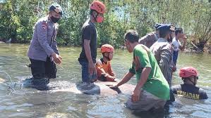 200+ gambar lucu bikin ngakak yang konyol dan gokil abis update terbaru 2018. Penampakan Ikan Duyung Temuan Warga Dievakuasi Tim Sar Brimob Parepare Bagian 1