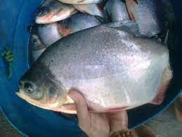 Ikan bawal hitam merupakan salah satu komoditas perikanan yang bernilai ekonomis cukup tinggi. Mengenal Ikan Bawal Yang Mahal