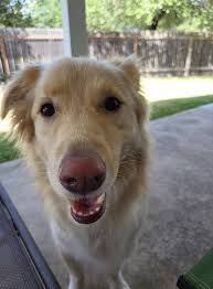 Hello, It is unfortunate I have to let go of my 2.5 year old AmStaff  Terrier named Ice. We have owned him since 8 weeks old, he loves to play  (very energetic),