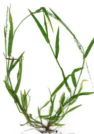 Image result for Styppeiochloa