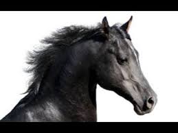 Black And White Watercolor Painting Tutorial Black Horse Acrylic Painting Live Tutorial Youtube Acrylic Painting Tips Acrylic Painting Tutorials Acrylic Painting