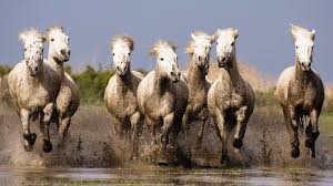 Download, share or upload your own one! Seven Horses Wallpapers Wallpaper Cave