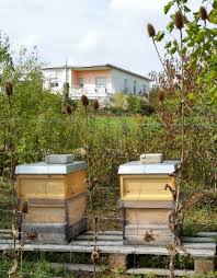 Schonend für die bienen, entspannend für den patienten. Gemeinde Mutlangen Bienen