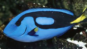 Her mom's name is jenny and her dad's name is charlie. Please Let S Not Find Dory Why Buying A Blue Tang Is A Bad Idea 13 7 Cosmos And Culture Npr
