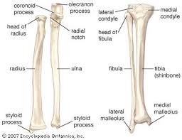 When your muscles contract, they pull the bone they're. Left The Radius And The Ulna Bones Of The Forearm Right The Fibula And The Tibia Bones Of The Lo Human Skeleton Anatomy Human Body Anatomy Anatomy Bones