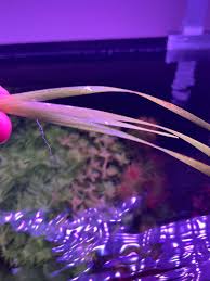 Image result for Xyris obscura