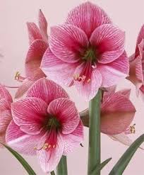 Et voici qu'il en était cinq mille, toutes semblables, dans un seul jardin! 390 Amaryllis Ideas In 2021 Amaryllis Amaryllis Flowers Flowers