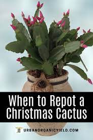 Pin On Succulent Air Plant Gardening