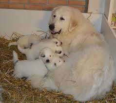 We did not find results for: Chiot Elevage De L Ange Des Vosges Du Nord Eleveur De Chiens Chien De Montagne Des Pyrenees