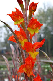Image result for Gladiolus hollandii