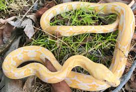 The reticulated python (malayopython reticulatus) is a python species native to south and southeast asia. Baby Dwarf Lavender Albino Tiger Reticulated Pythons For Sale