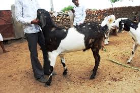 This breed is mainly spread in latur, osmanabad, ahamednagar, parbhani, and solanpur district of maharashtra state. Kota Eid Ka Bakra Bakaramandy
