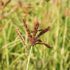 Image result for Eleusine coracana