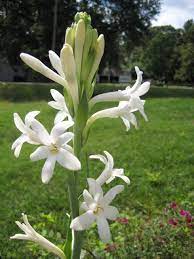Akubiomed 396 views4 months ago. Pokok Bunga Harum Sundal Malam Tuberose Flower Shopee Malaysia