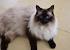 Balinese Long Haired Siamese Cat
