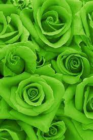 Maybe you would like to learn more about one of these? Roses In Lime Green Color Flower Aesthetic Aesthetic Vert Blue Roses Wallpaper