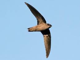Chimney Swift Identification All About Birds Cornell Lab Of Ornithology