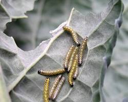 Immagine di Pieris brassicae cavolaia bruchi