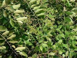 Image result for Salvadoraceae