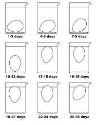 Maybe you would like to learn more about one of these? Come Si Riconoscono Le Uova Fresche Dissapore