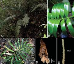 Image result for Zamiaceae