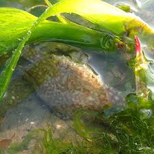 Jelly tersebut dicampurkan dengan segeals air dan diminum. Pengembalian Semula Ketam Bunga Di Perairan Persisiran Pantai Institut Antarabangsa Akuakultur Dan Sains Akuatik