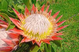 Image result for Protea welwitschii × angolensis