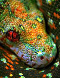 Scales Of A Snake Colorful Snakes Animals Beautiful Snakes