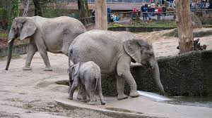 More images for wuppertaler zoo » Elephant Zoo Wuppertal Free Photo On Pixabay