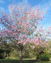 Image result for Tabebuia heterophylla
