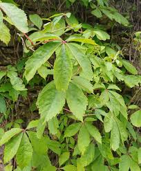 Image result for Parthenocissus